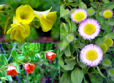 Flowers on the beach